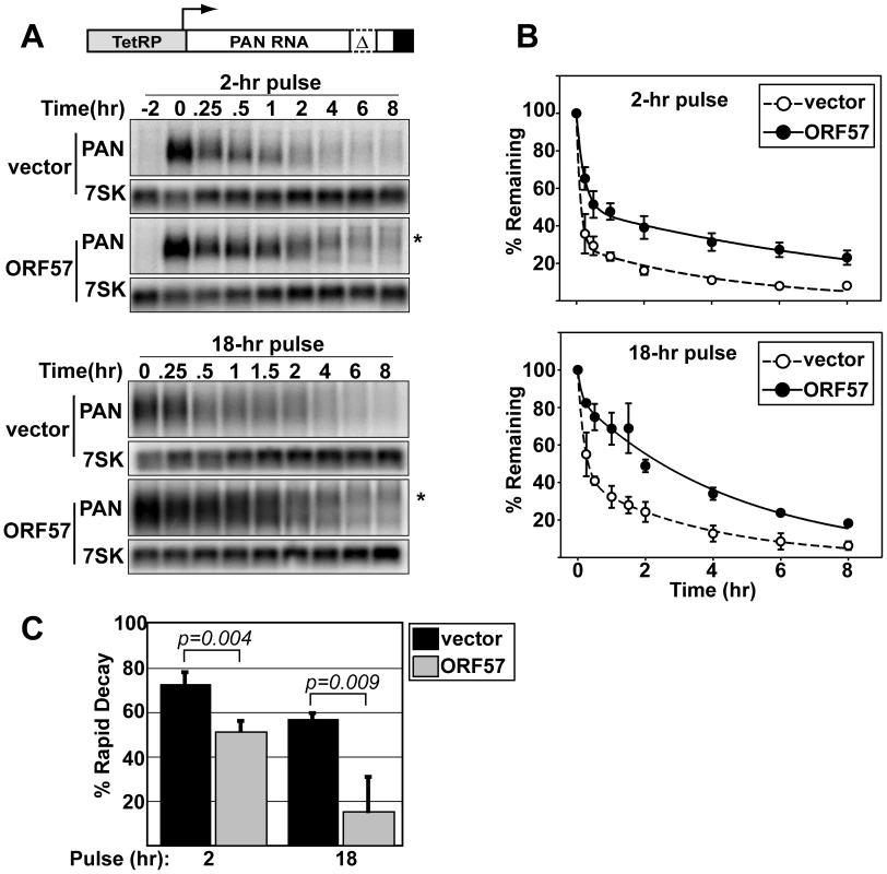 ORF57 protects transcripts from rapid RNA decay.