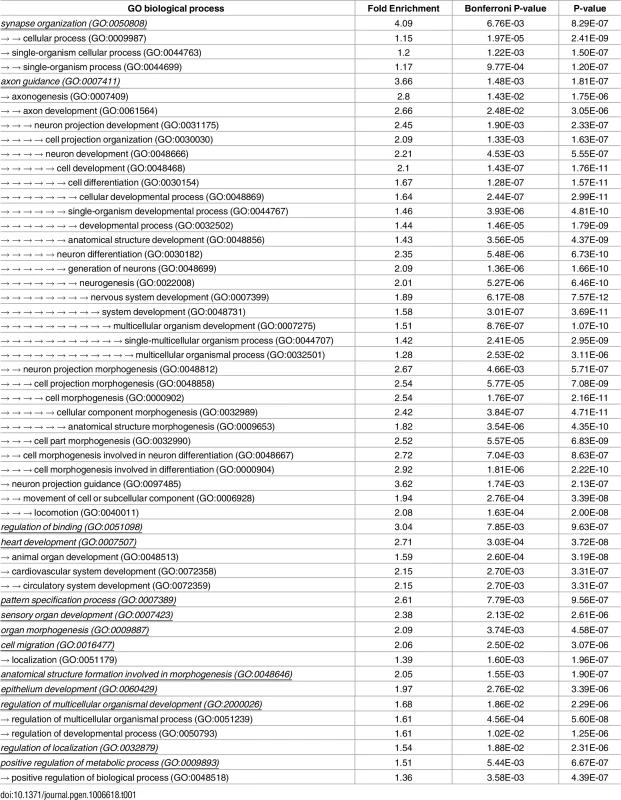 Gene Ontology (GO) enrichments for variants with ASD GWAS OR >1 and p < 0.1 and located in genomic regions with HB score for incomplete selection in top-5%.