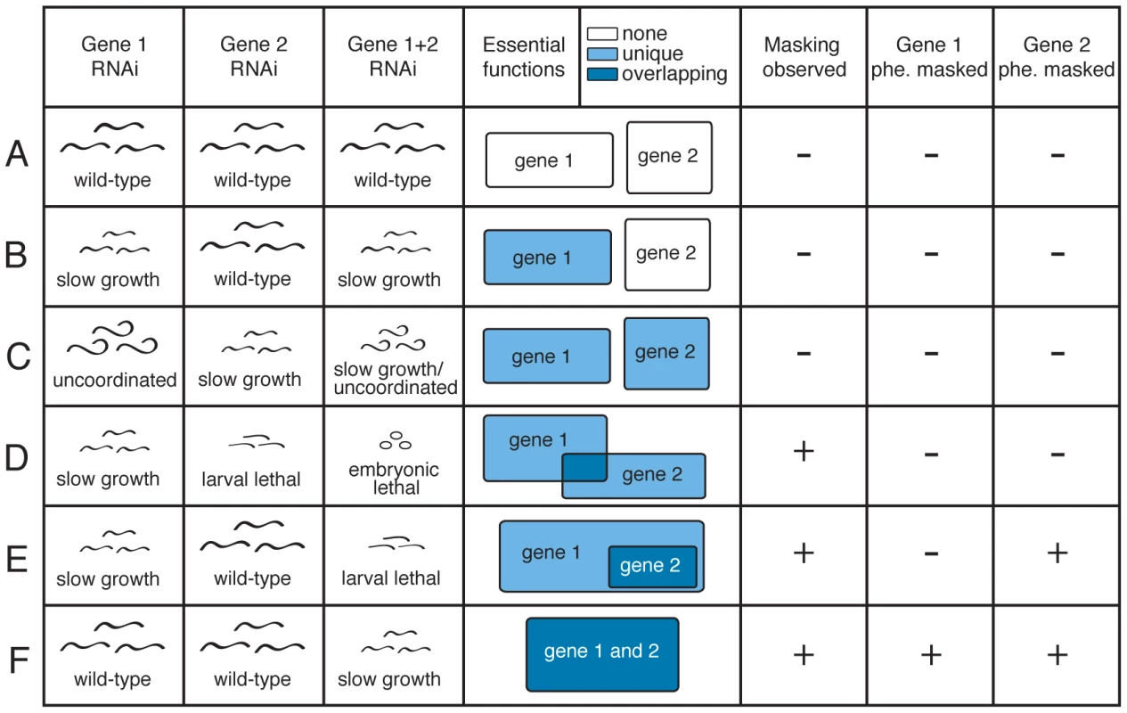 Definitions of partial and full phenotype masking.