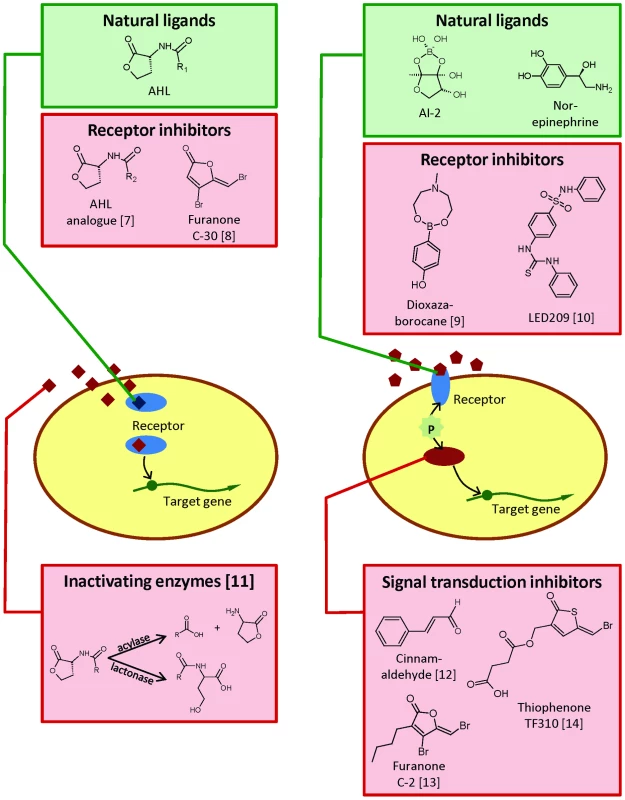 Simplified schematic representation of virulence regulatory systems based on detection of signal molecules in animal pathogenic bacteria.