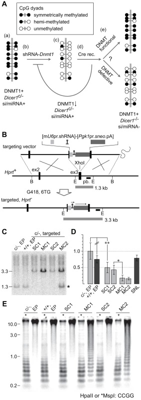 Experimental strategy to test rebound DNA methylation after <i>Dicer1</i> ablation.