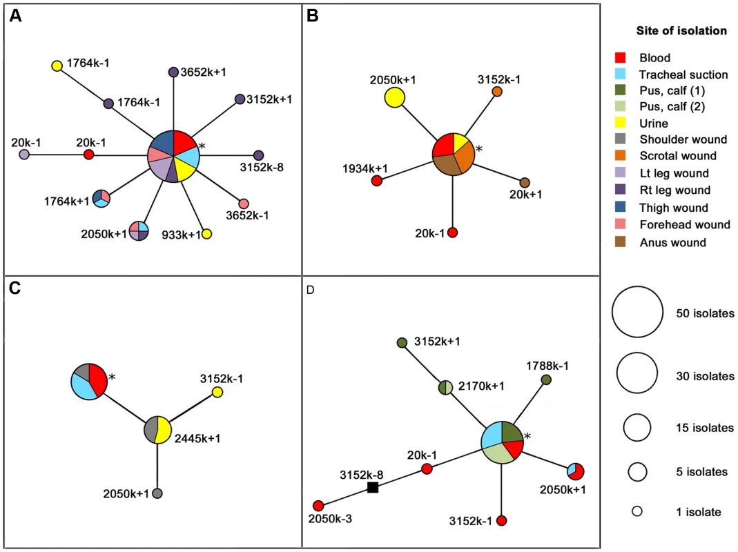 Maximum parsimony phylogenies of <i>Burkholderia pseudomallei</i> isolates derived from four Thai acute melioidosis patients.