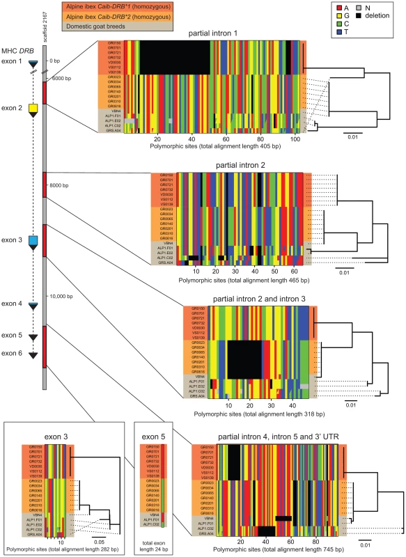 Sequence alignments of coding and non-coding regions of the MHC <i>DRB</i> gene in Alpine ibex and domestic goat.