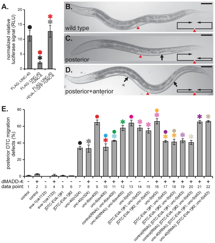 EVA-1 is sufficient to confer sensitivity of UNC-40 to MADD-4 in the background of UNC-6.