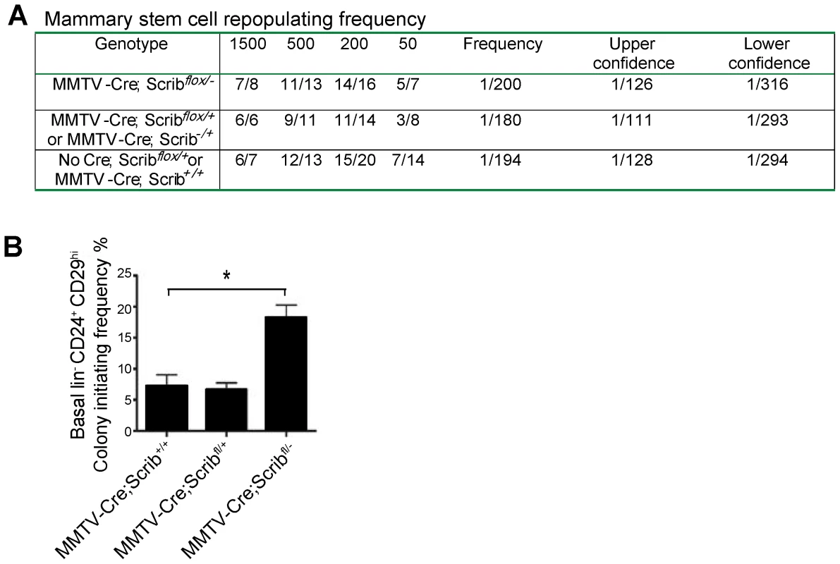 <i>Scrib</i> loss impacts on basal progenitors activity but not mammary stem cell turnover <i>in vivo</i>.