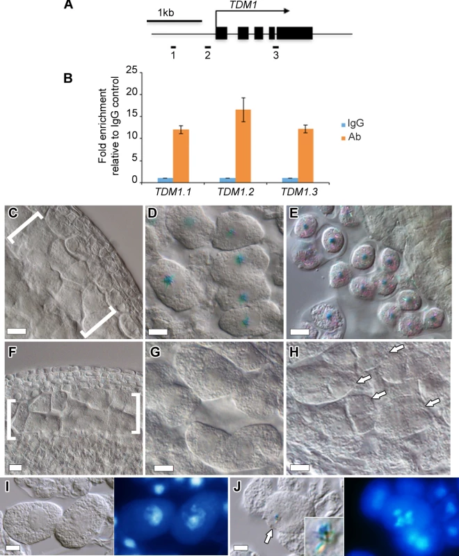 <i>TDM1</i> is a direct target of DUET.