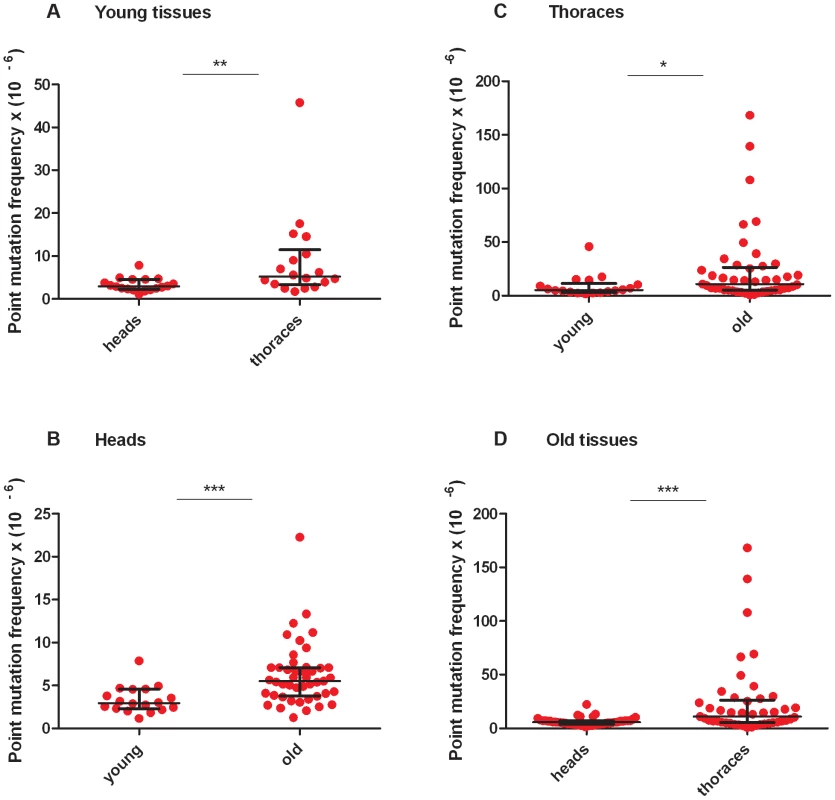 Mitochondrial DNA mutation frequency increases with age and is greater in thoraces than in heads.
