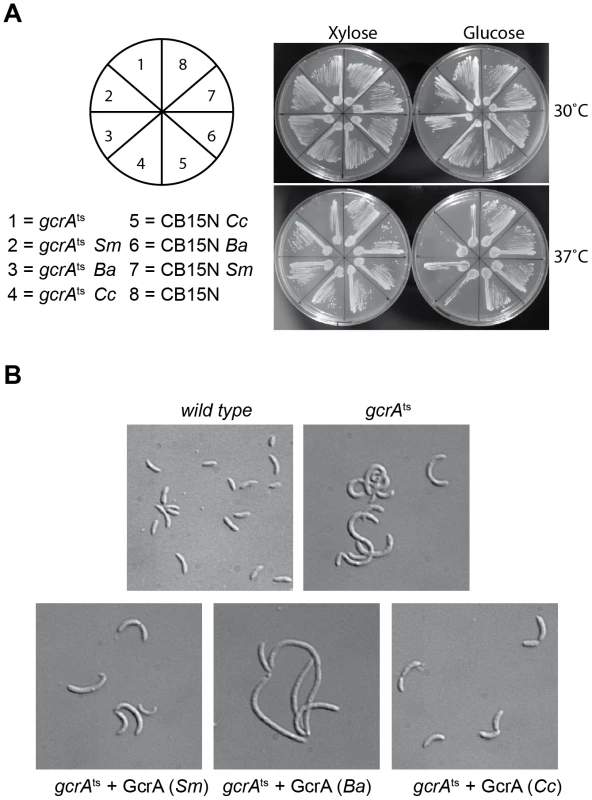 GcrA orthologs in <i>Alphaproteobacteria</i>.