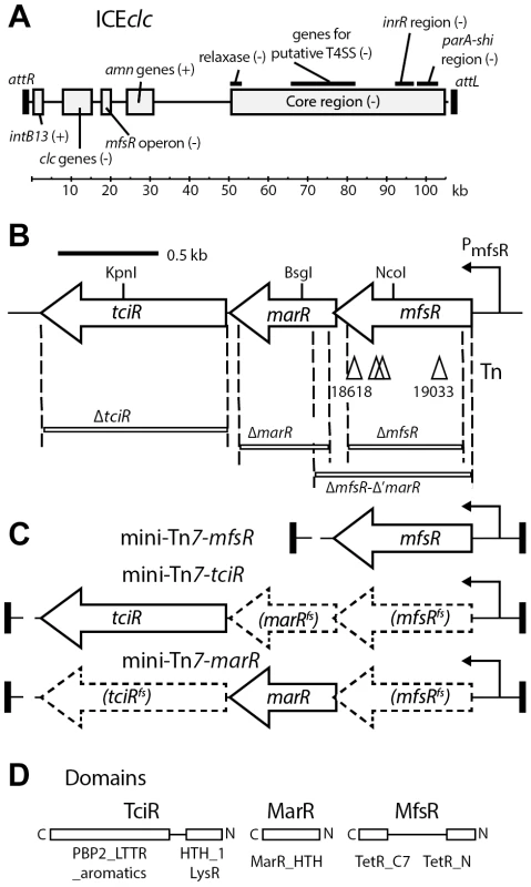Schematic overview of ICE<i>clc</i> and the location of the genes relevant to this study.