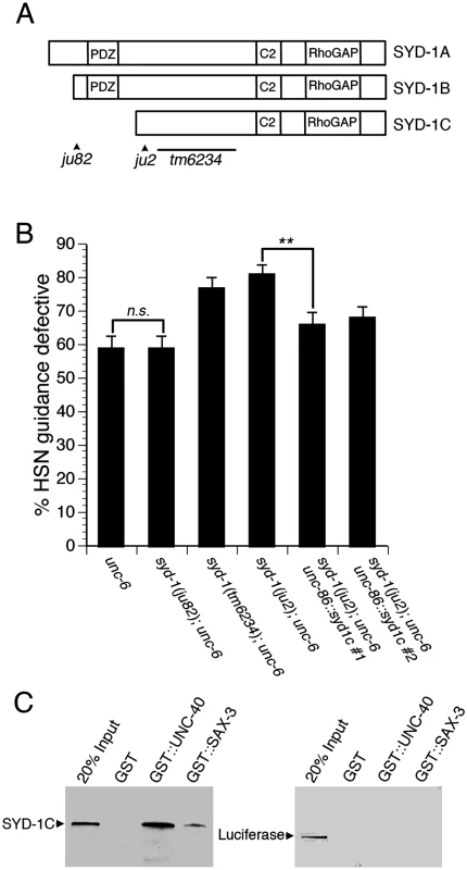 The function of the <i>syd-1</i> gene in axon guidance is mediated by the SYD-1C isoform.