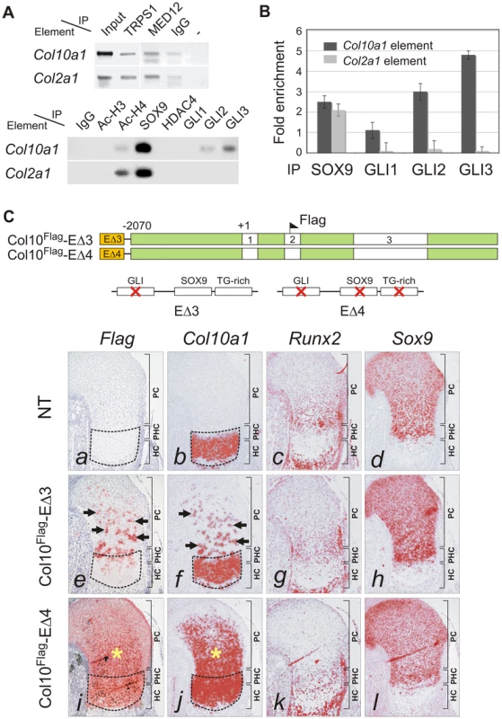 GLI as SOX9 partner in <i>Col10a1</i> repression.