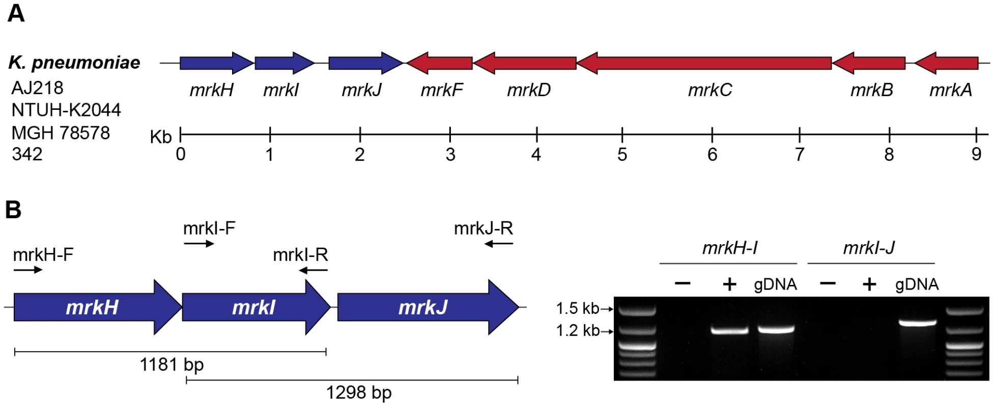 The <i>mrkABCDF</i> and <i>mrkHIJ</i> loci in <i>K. pneumoniae</i> AJ218.