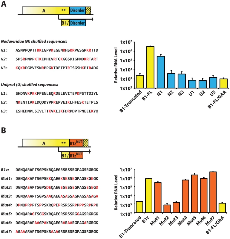 RNA1 replication: Sequence requirements in the A<sup>C-TERM</sup> region.