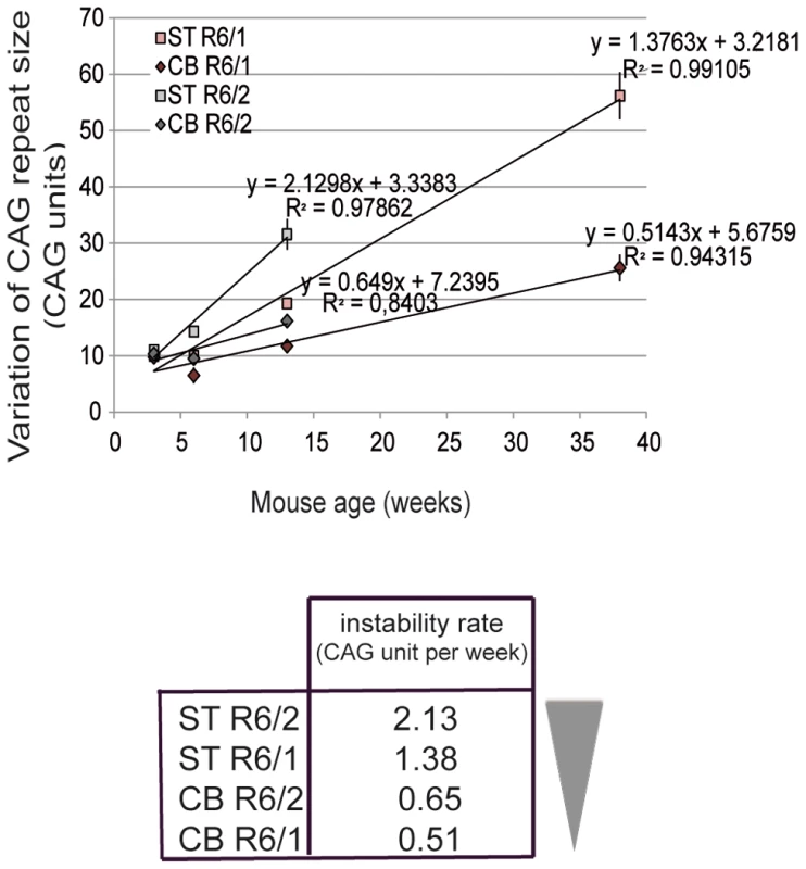 Somatic CAG instability rates in R6/1 and R6/2 striatum and cerebellum.