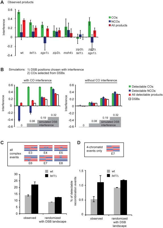 The distribution of recombination events is altered in <i>tel1Δ</i>, <i>sgs1Δ</i>, and <i>zmmΔ</i>.