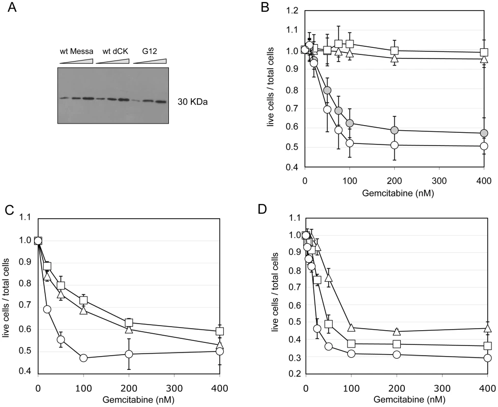 The sensitization phenotype is due to a modified dCK activity.