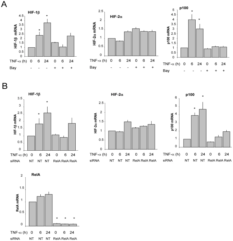 TNF-α–induced HIF-1β mRNA is IKK- and RelA-dependent.