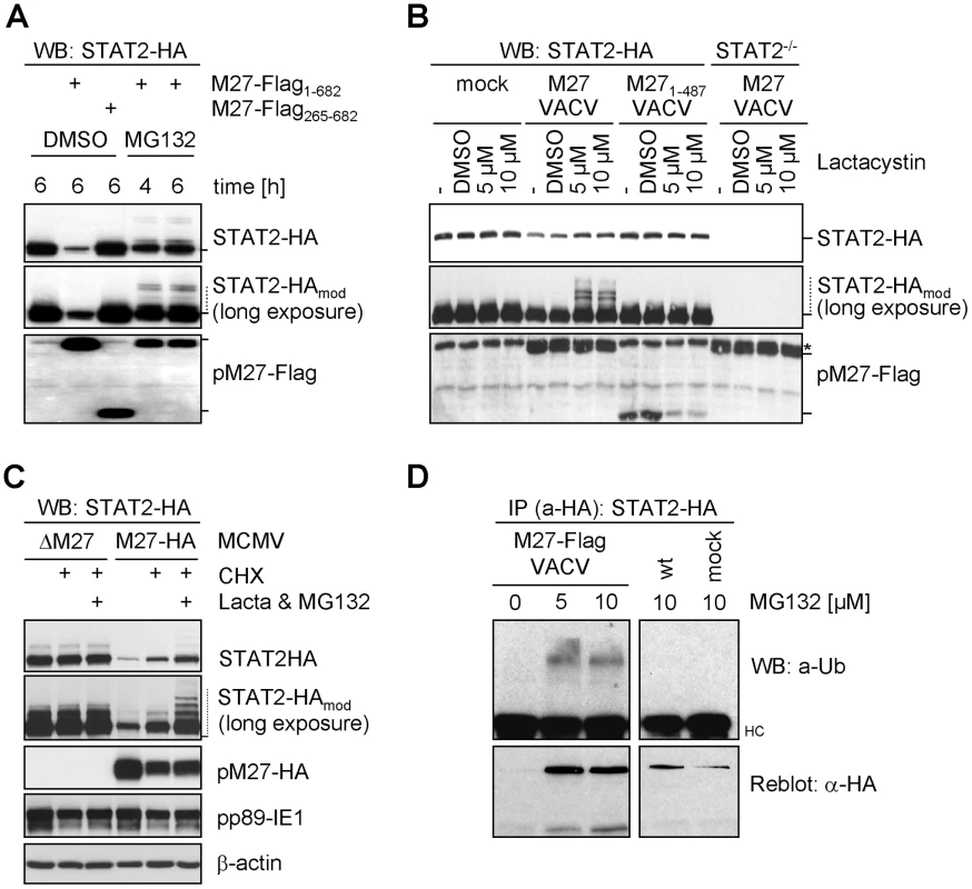 pM27 facilitates the proteasome to degrade STAT2.