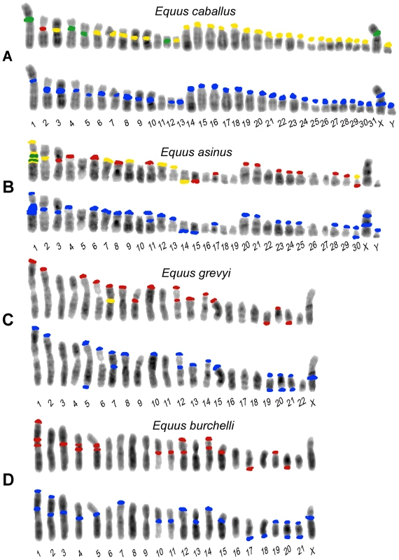 Schematic representation of the FISH signals.