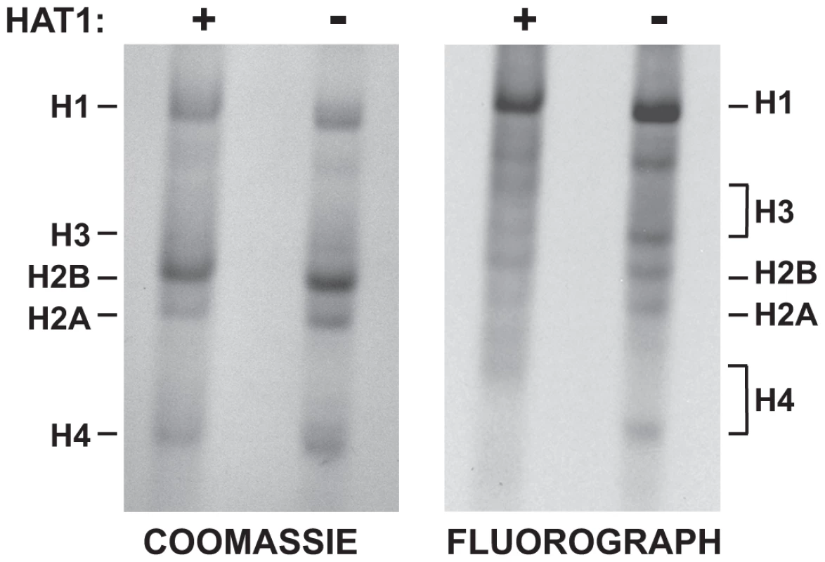 Hat1 is essential for the acetylation of newly synthesized histones.