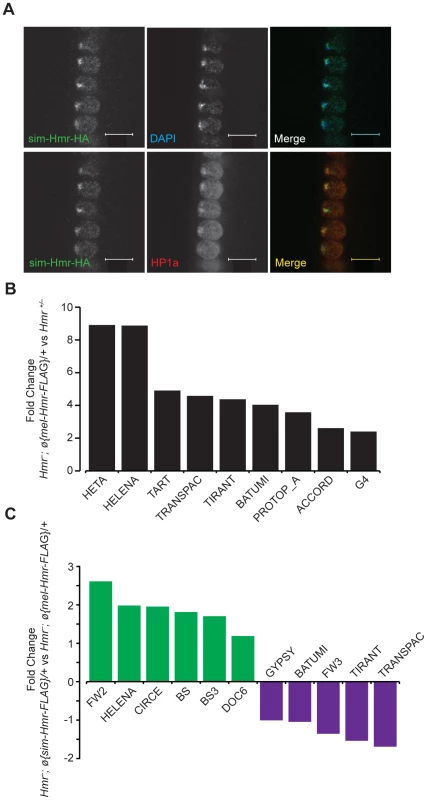<i>Hmr</i> orthologs have diverged in their effects on a small subset of TEs.