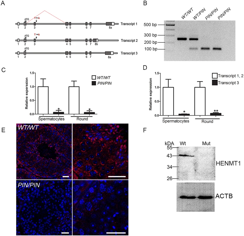 The <i>Henmt1</i><sup><i>PIN/PIN</i></sup> mutation resulted in exon 3 skipping, the production of unstable <i>Henmt1</i> mRNAs and an absence of HENMT1 protein in the testis.