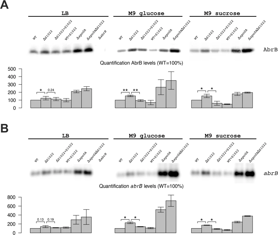 AbrB levels are dependent on the presence of RnaC/S1022.