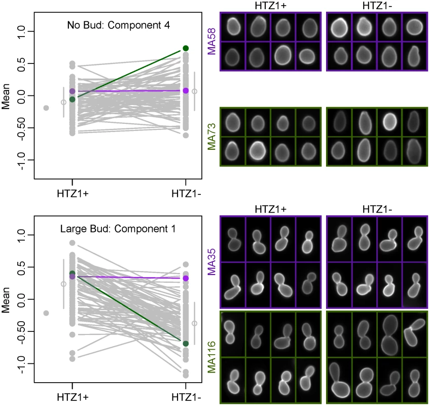 Differences in principal component values reflect underlying differences in morphological phenotypes.
