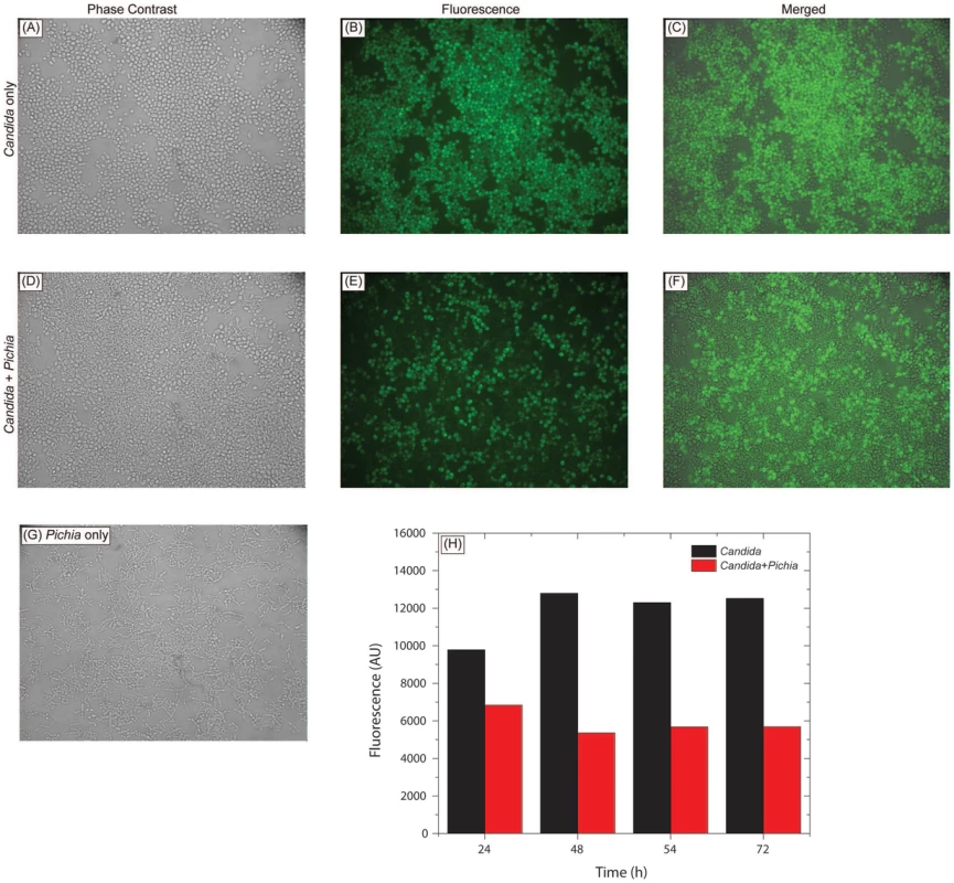 <i>Pichia</i> overgrows <i>Candida</i> in mixed cultures.