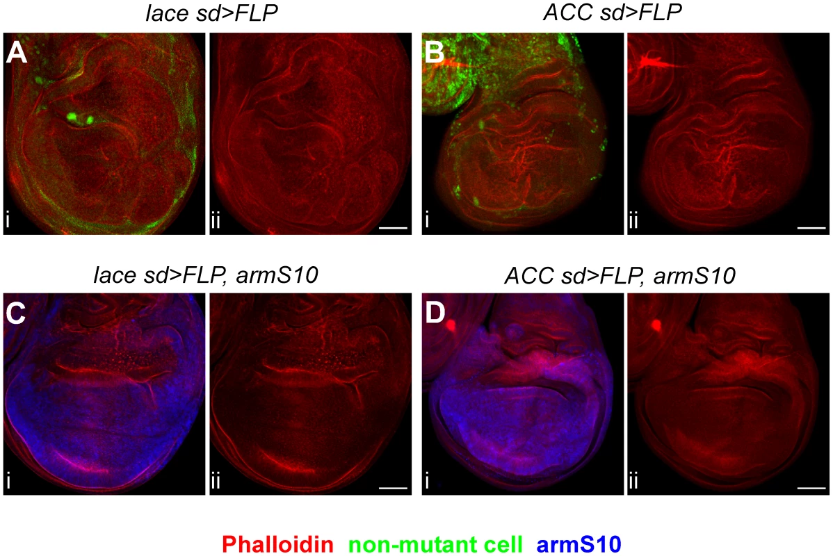 The <i>lace</i> overproliferation phenotype is partially rescued by activated Armadillo.