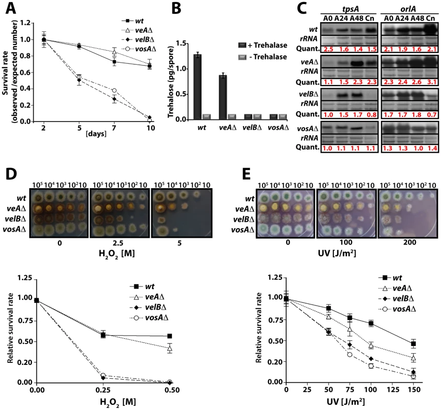 VelB function in spore viability and trehalose biogenesis.