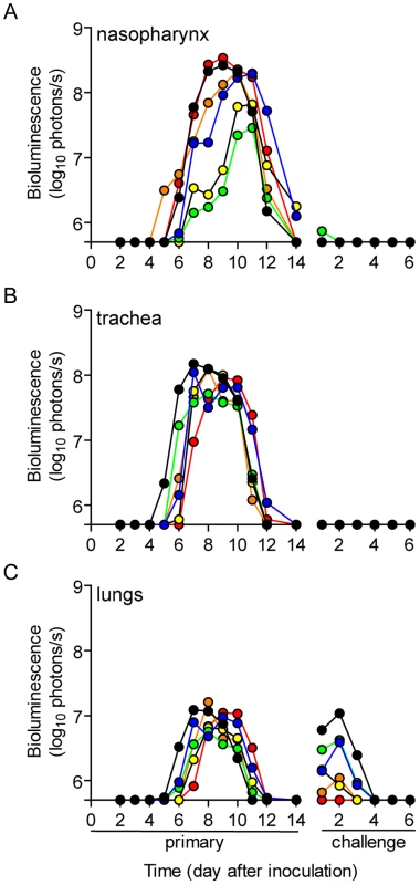 Dynamics of infection after contact transmission and subsequent challenge.