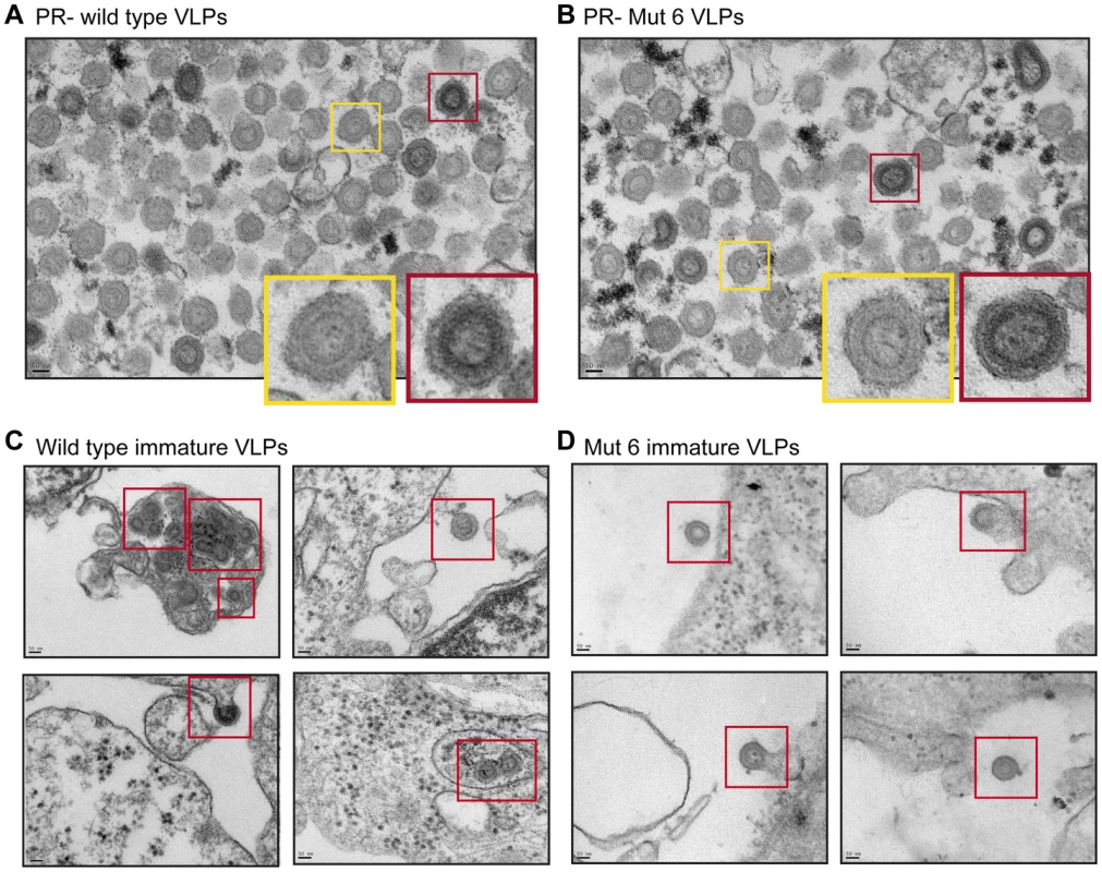 The effect of p12 mutant 6 on the immature Mo-MLV core.