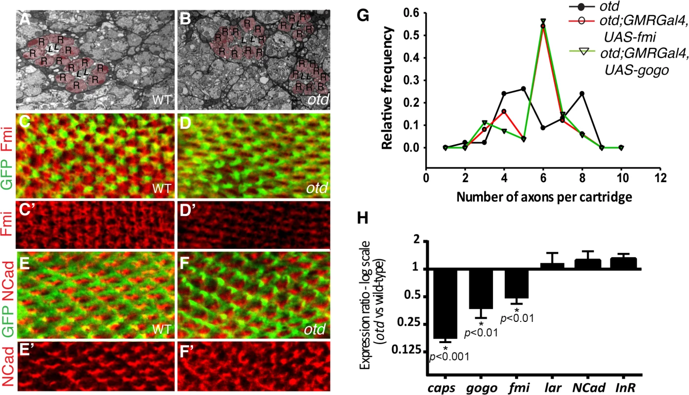 <i>otd</i> is required for synaptic-column targeting of R1-6 in the lamina.