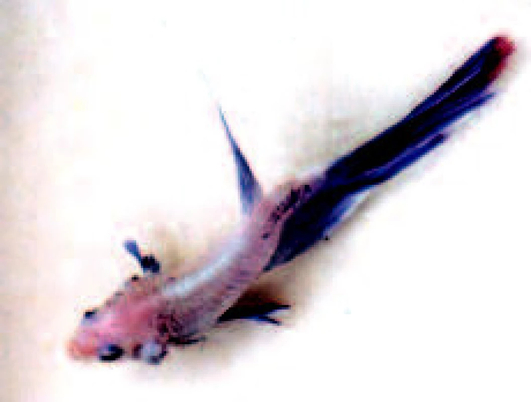 Bojovnice pestrá (Betta splendens) s deformací páteře a ztrátou modré barvy na většině těla způsobenou granulomatózním zánětem v ocasní části páteře (foto L. Novotný).