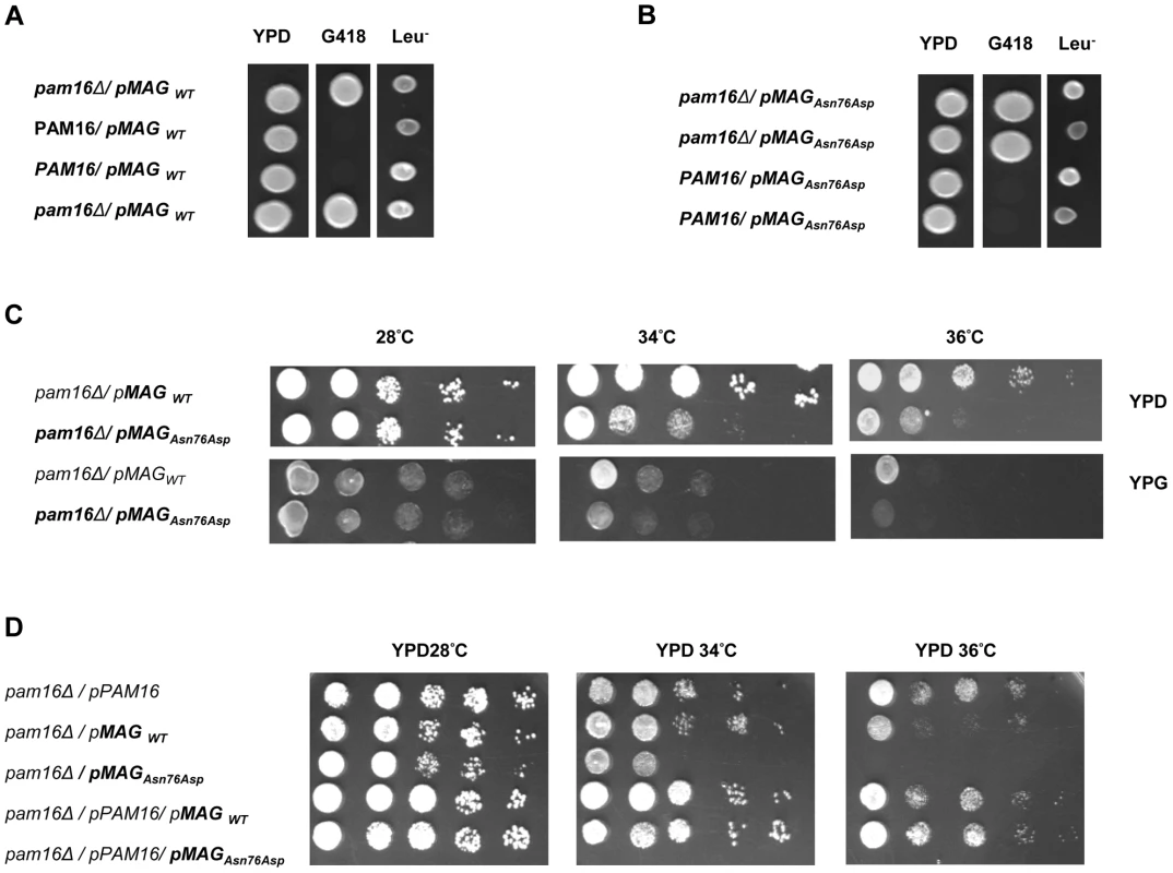 <i>In vivo</i> growth analysis.