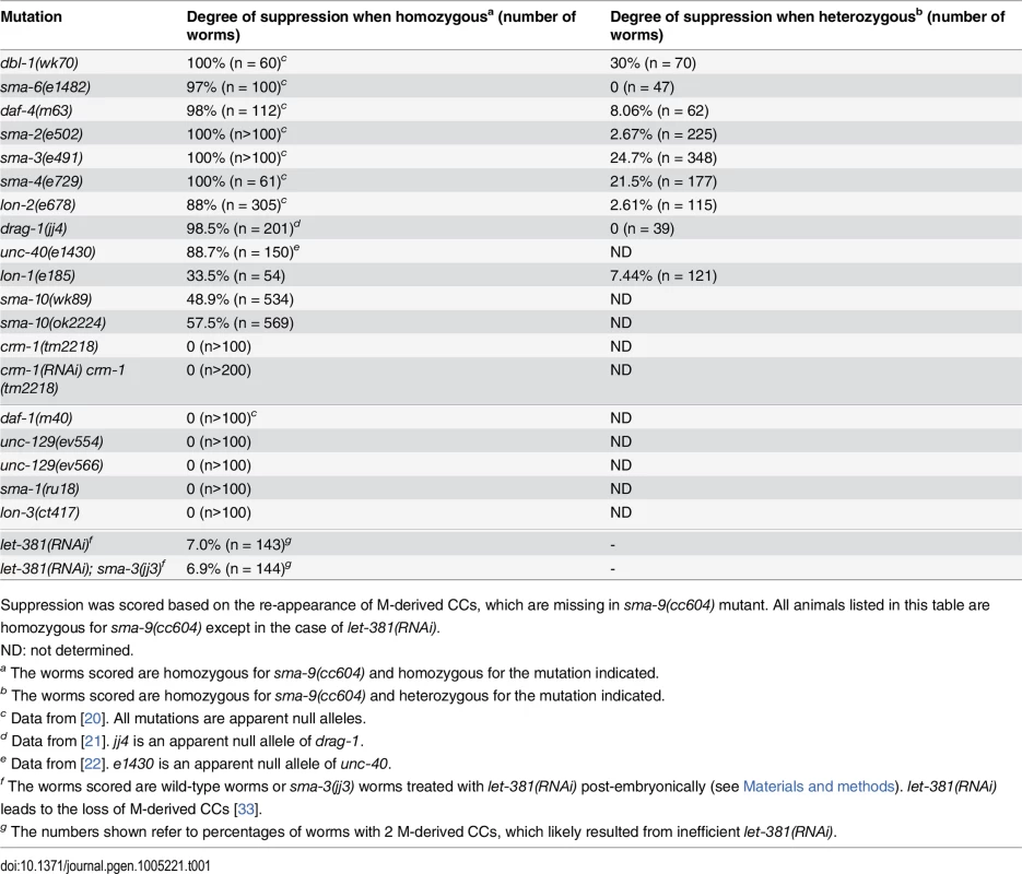 Mutations in known Sma/Mab pathway genes specifically suppress the <i>sma-9</i> M lineage phenotype.