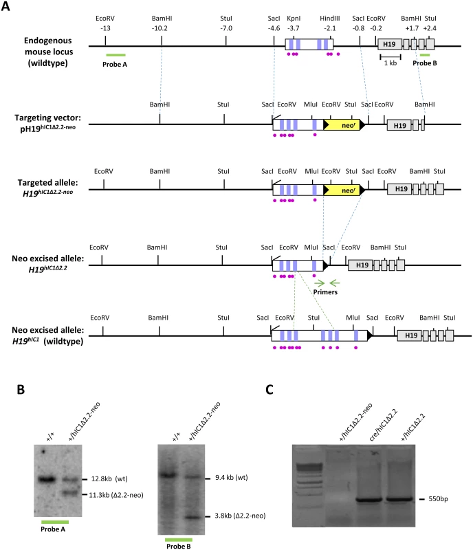Strategy for generating the <i>H19</i><sup><i>hIC1</i>Δ<i>2</i>.<i>2</i></sup> allele.