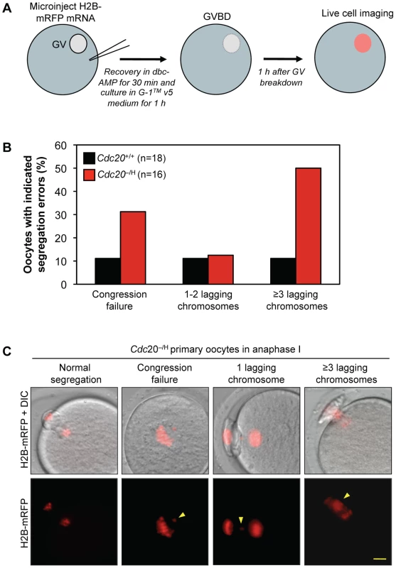 <i>Cdc20</i><sup>−/H</sup> oocytes show increased chromosome missegregation in meiosis I.