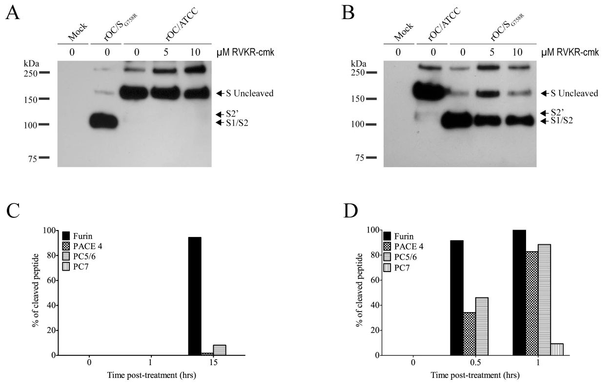 Proprotein convertase as a potential player in S glycoprotein cleavage.