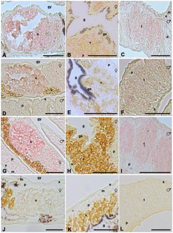 <i>In situ</i>-hybridization experiments localizing SmTK6, MAPK activating protein, and mapmodulin transcripts.