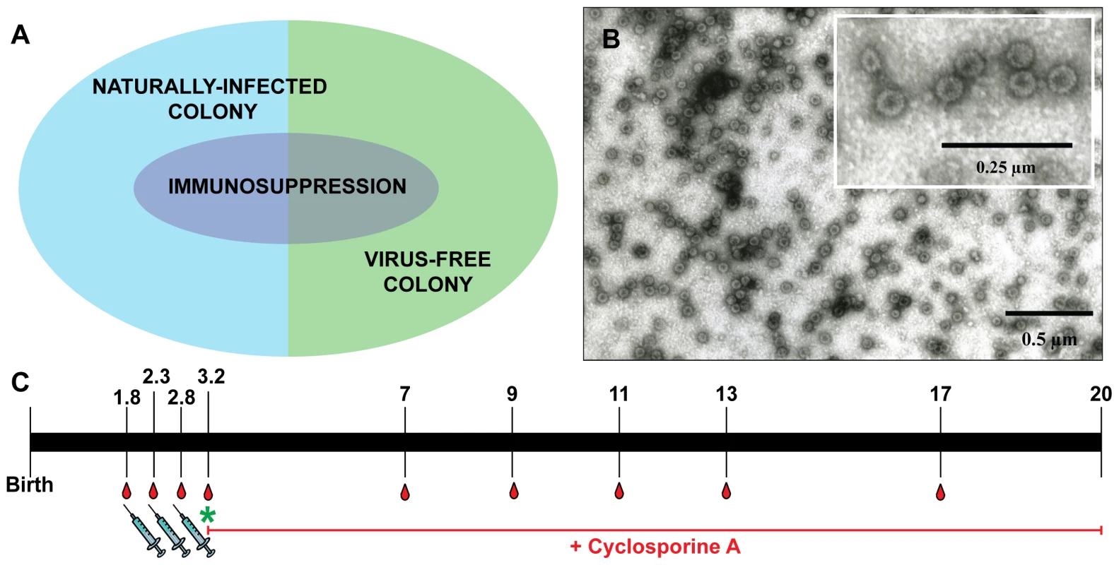 Overview of the vaccination study.
