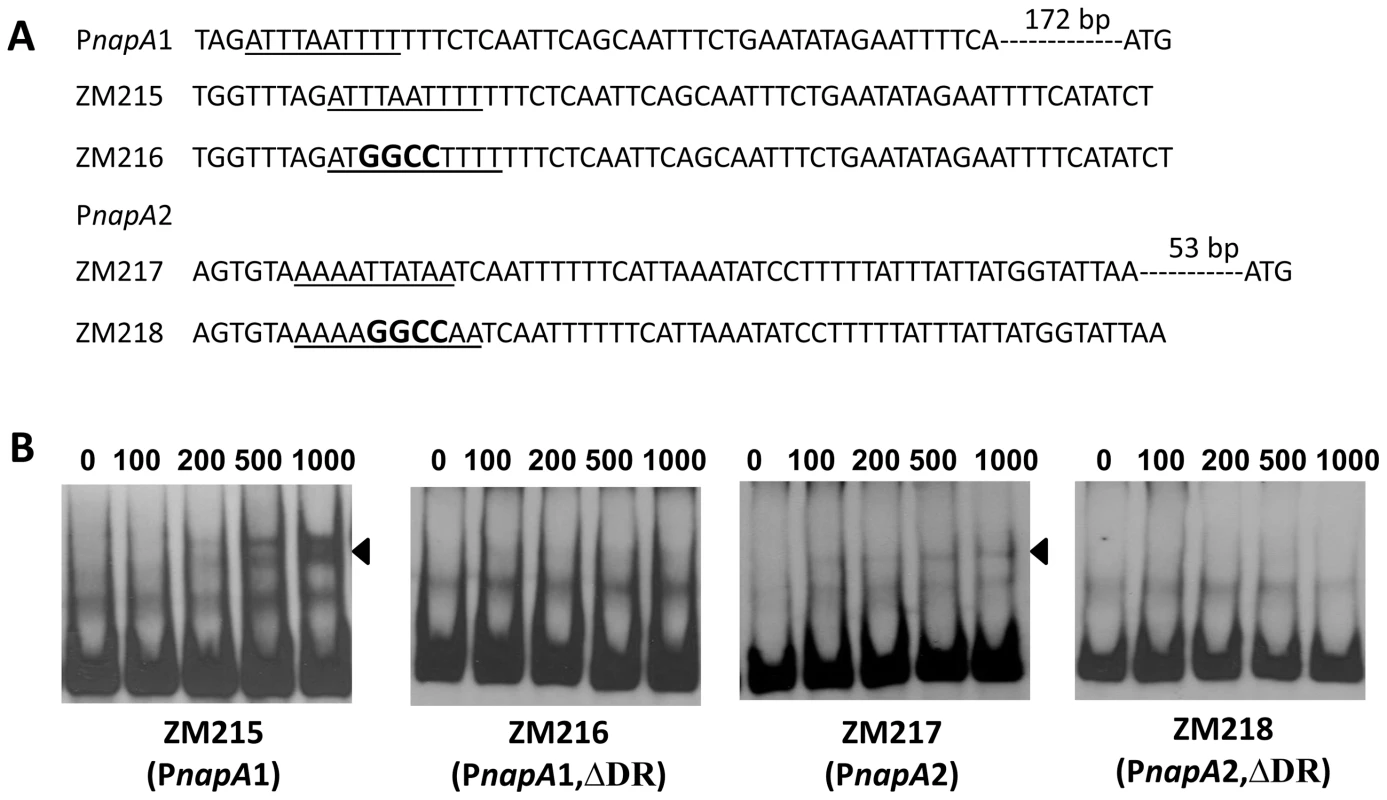 The DRs in P<i>napA</i> are required for BosR binding.