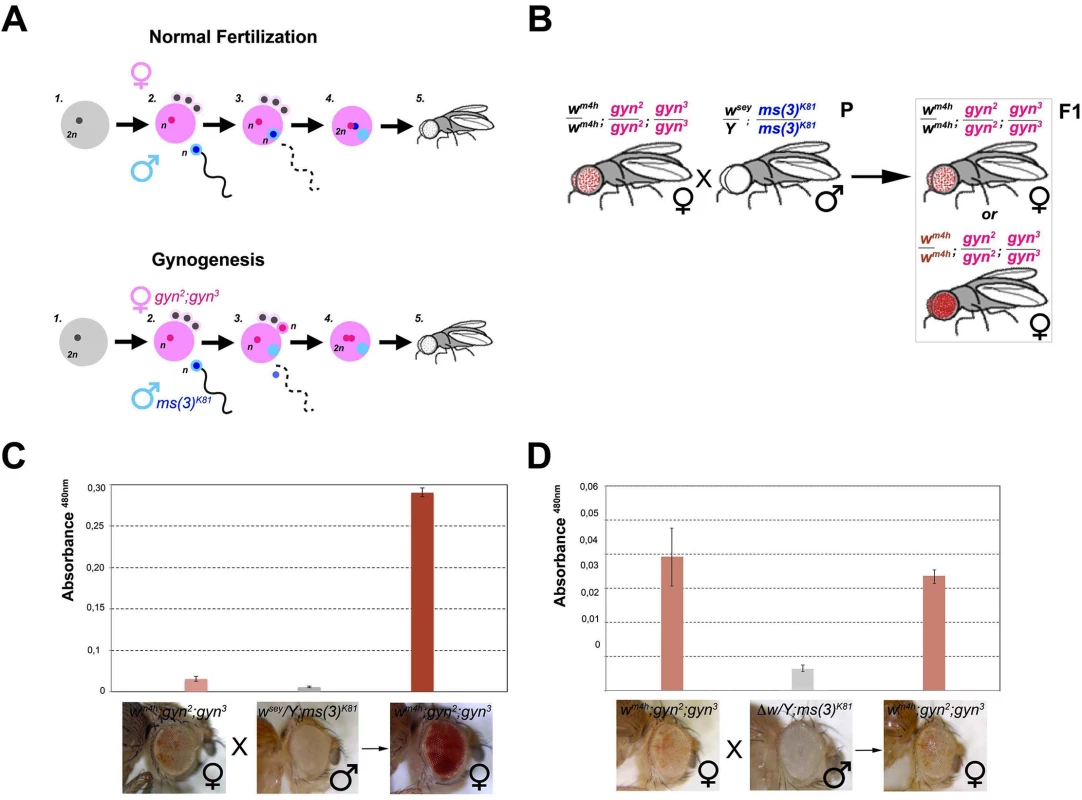 <i>trans</i>-reactivation is mediated by a diffusible factor.