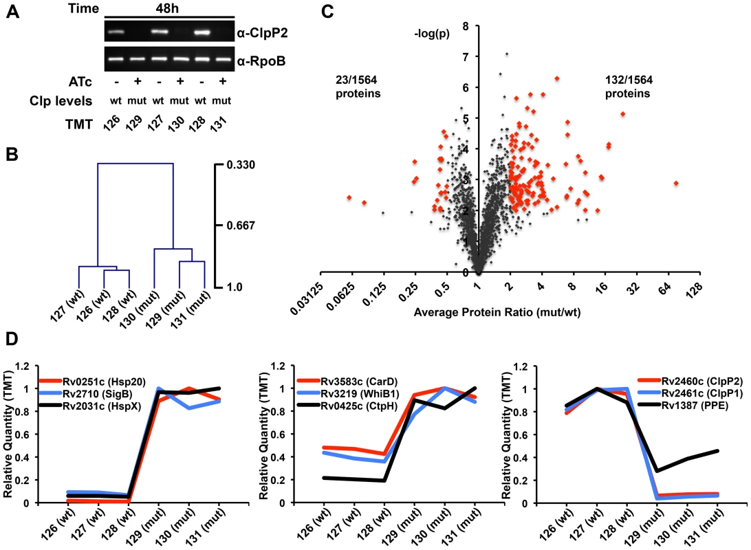 Proteomic profiling of P750-clpP1P2DAS in the presence and absence of ATc reveals a wide array of potential Clp protease substrates.