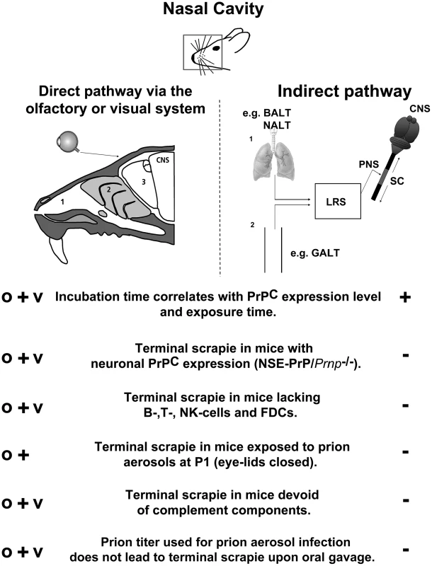 Model of the possible pathways of aerogenic prion transmission.