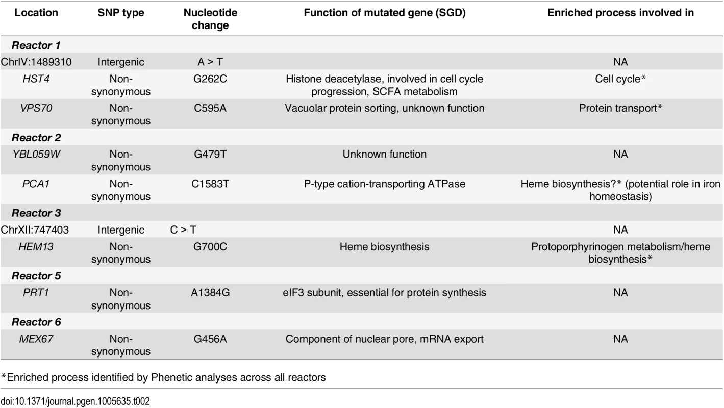 SNPs in evolved lineages selected for introduction in non-ethanol tolerant strain.