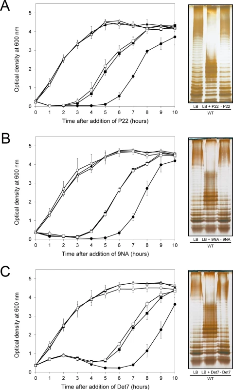Reversibility of the phage-resistant phenotype in the wild type strain.