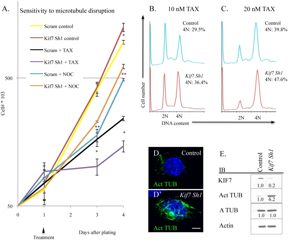 KIF7 regulates microtubule mstability in mouse lung epithelial (MLE15) cells.