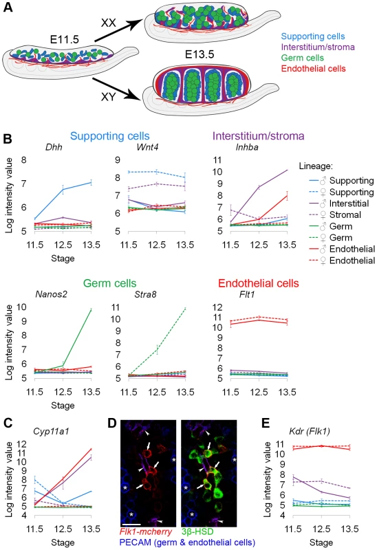 Sorted cell lineages and microarray validation.